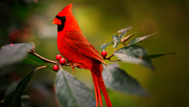 <span>Entorno</span>Aves y naturaleza 