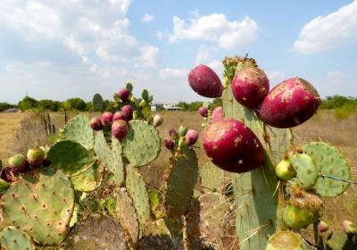 Plantas Nativas 
